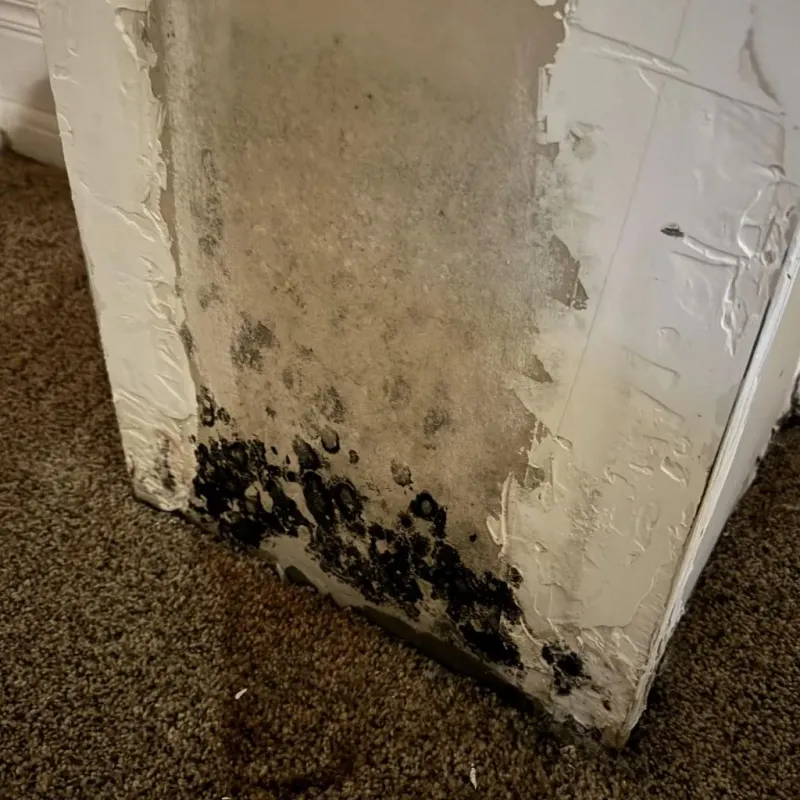 Professional Mold Removal in South Highpoint, FL